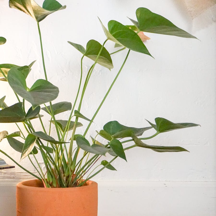 +COOP Plants 6" Anthurium Plant