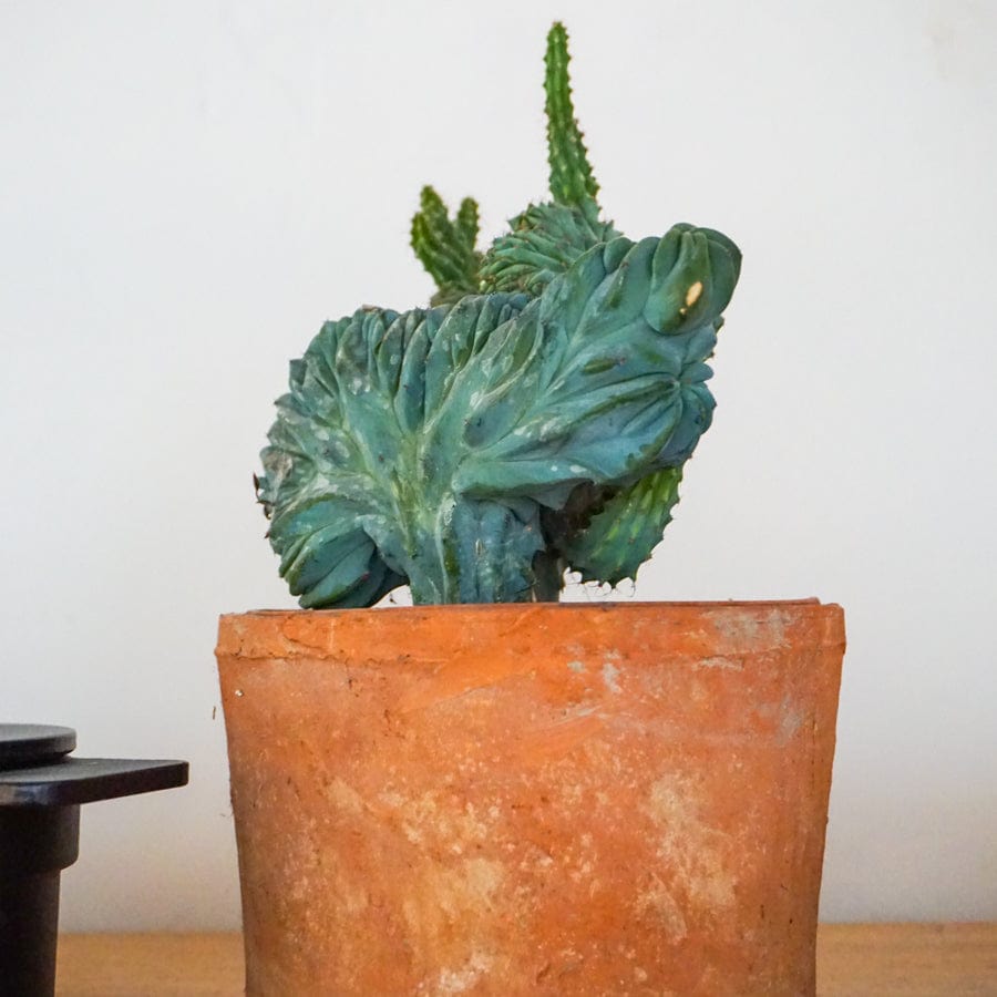 +COOP Plants 6" Euphorbia Spiralis Cactus