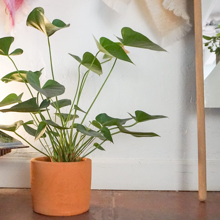 +COOP Plants 6" Anthurium Plant
