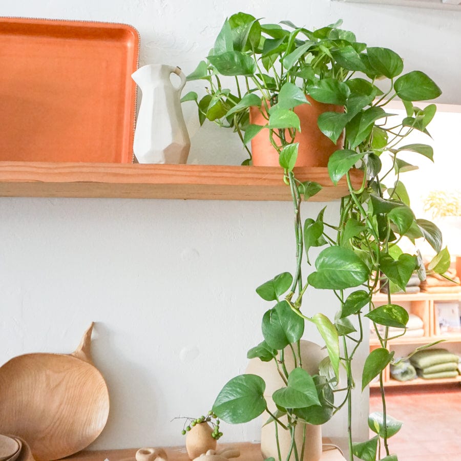+COOP Plants 6" Sculptural Indoor Potted Plant - Golden Pothos