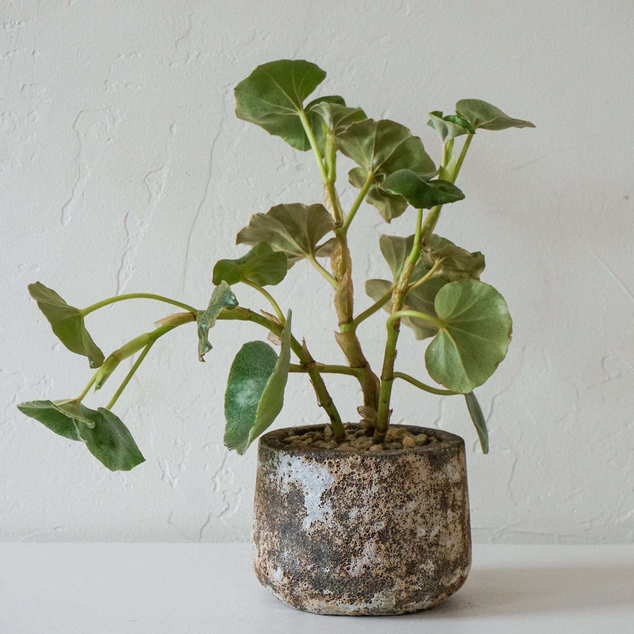 Flower Market Plants + Gardening Rare Begonia in Grey Pitted Pot