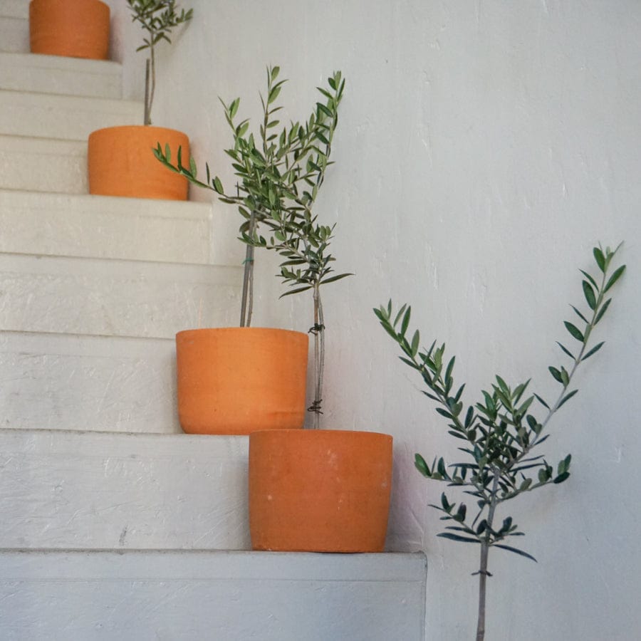 Harry Mayesh Plants + Gardening Standard Olive in Terra Pot