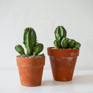 Inner Gardens Plants + Gardening Cactus in Terracotta Pot - Small