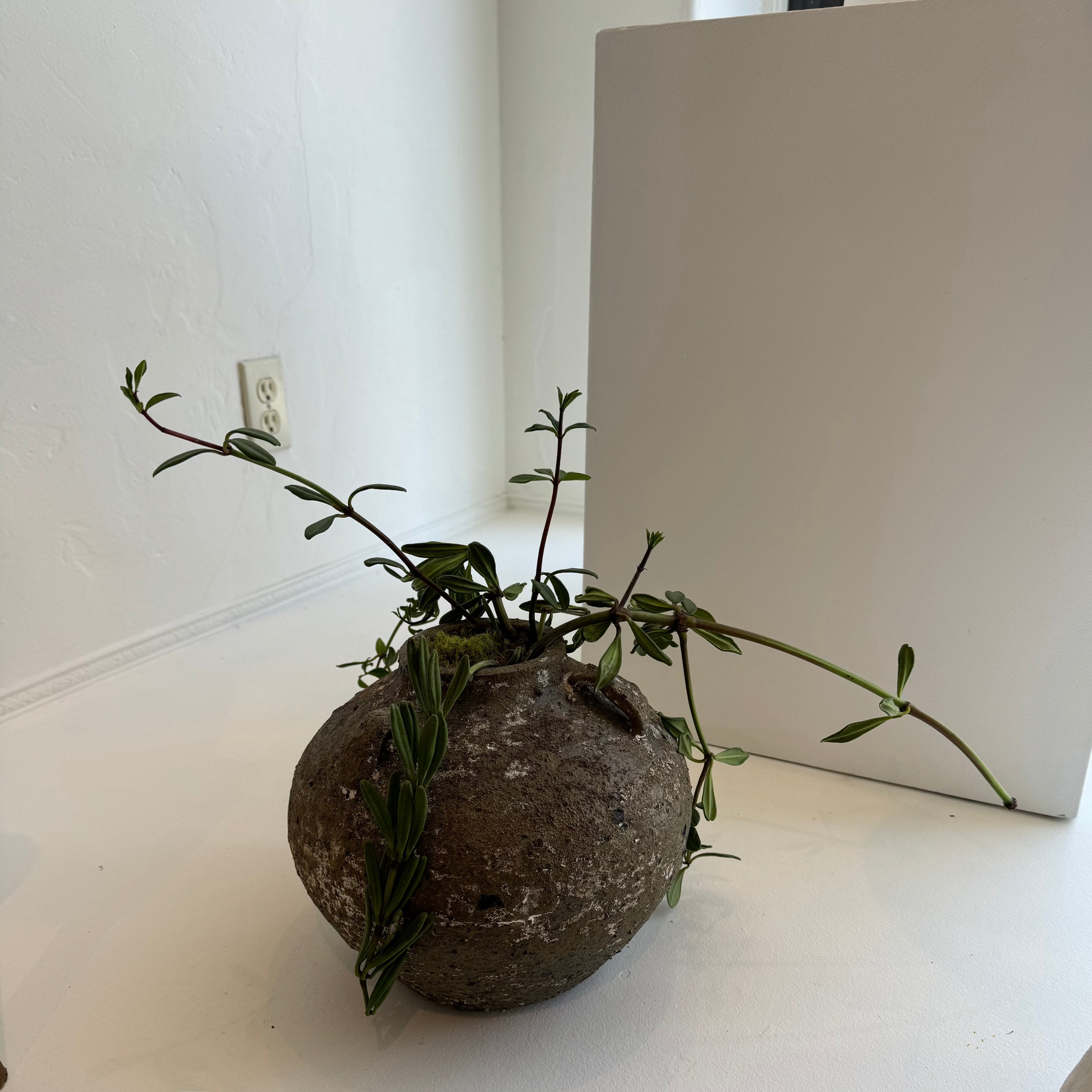 Plants + Spaces Plants Sculptural Indoor Plant Peperomia